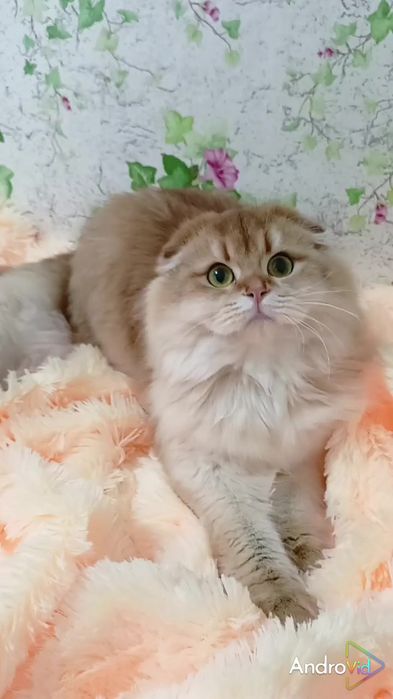 Красивенная вислоухая девочка золотая шиншилла Хайленд