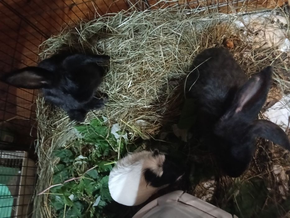 Króliki barany + mieszance