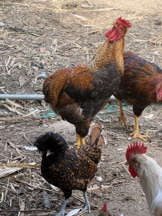 Varios pinto e gallos