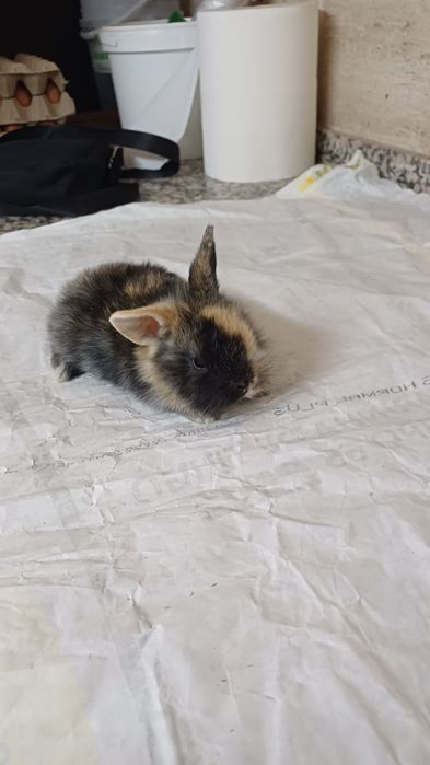Mini lop coelhinho orelhudo