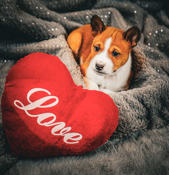 Piesek basenji ze Szczecina