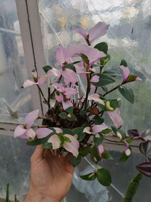 Patrycja pakiet trzykrotek