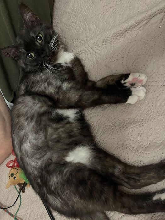 Długowłosy kotek 5 lat w typie maine coon