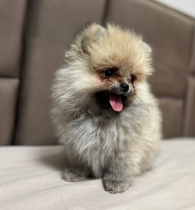 Померанський шпіц ексклюзив міні