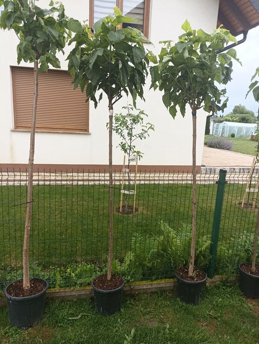 Katalpy ogrodowe