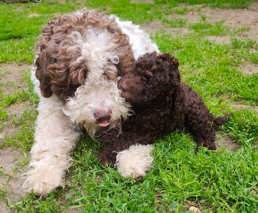 Hiszpański pies dowodny nie lagotto nie pudel. FCI