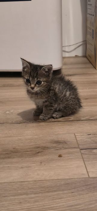 Malutka kotka do oddania