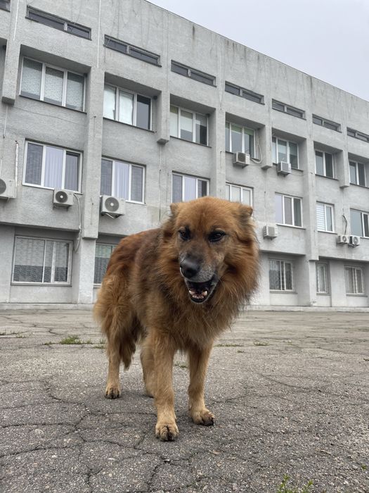 Собака шукає дім