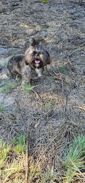 Shih Tzu Czarna Perla Gen Blue