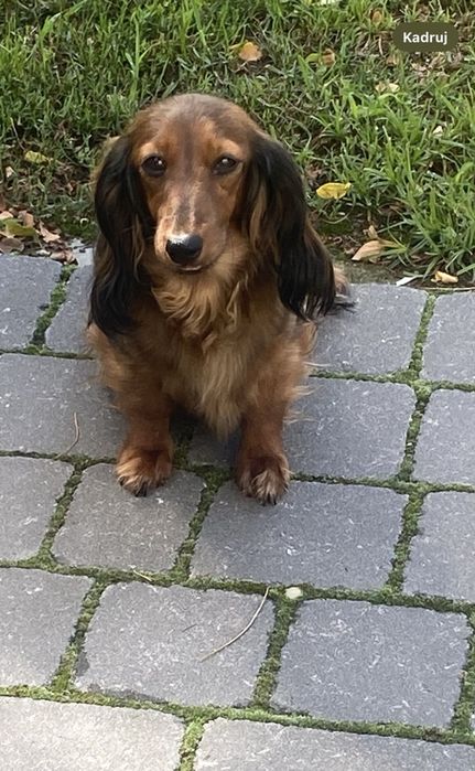 Jamnik długowłosy miniaturowy piesek