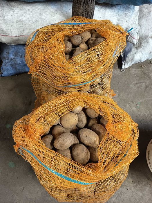 Ziemniaki sadzeniaki