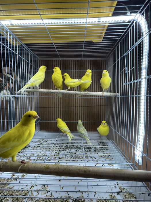 Canarios Arlequim Português, vermelhos intensos etc