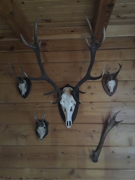 Poroża jelenia zestaw kolekcjonerski