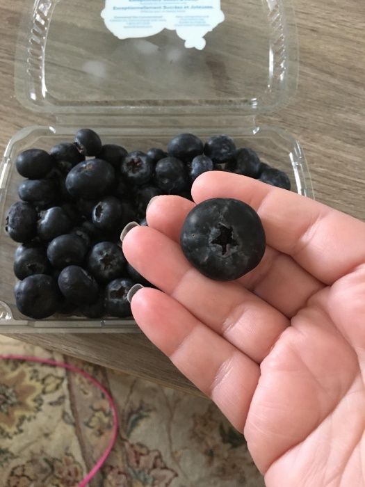 Planta MIRTILO GIGANTE ja com envio