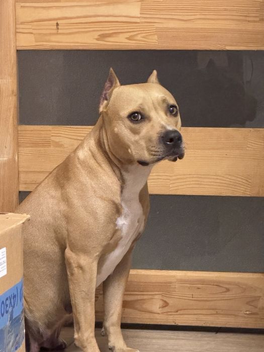 Щенки Стаффордширского  терьер