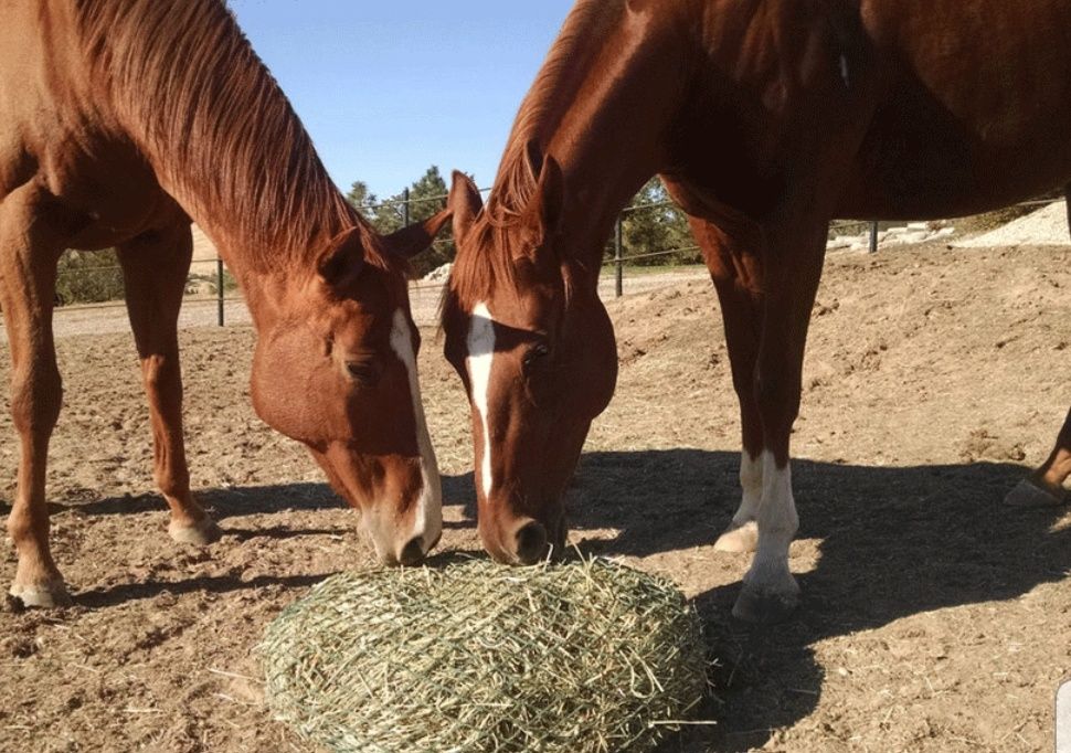 СІНО З ДОСТАВКОЮ від 1 штуки в тюках мішках, сено лісове.