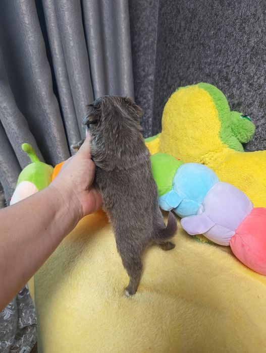 Лиловая девочка чихуахуа длинношерстная