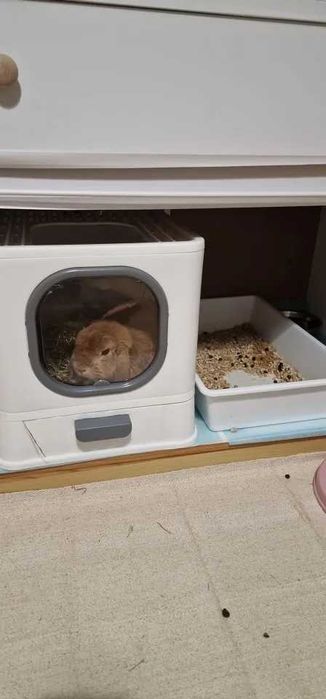 Duża Zamykana Kuweta Dla Kota Królika - Wysuwana Szuflada + Łopatka