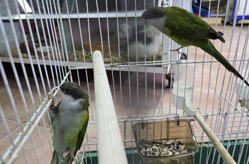 Aves raras lindíssimas