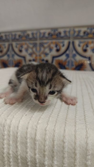 Gatinhos bebés para adoção