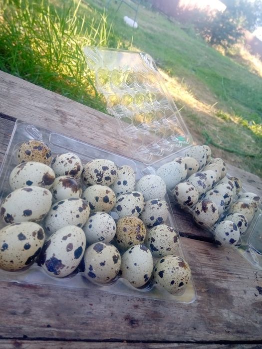 Перепелине яйця. Техасець