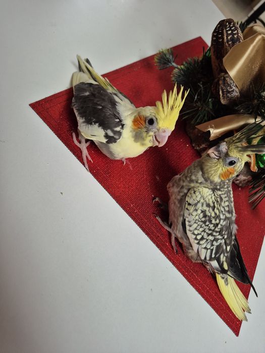 Papuga nimfa oswojona