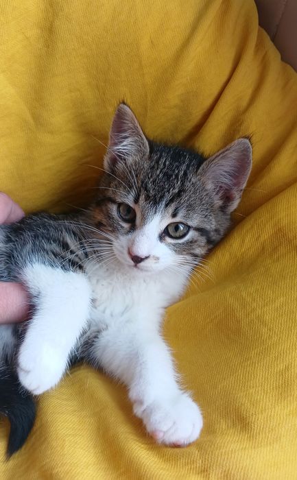 Маленькая котёнок девочка ищет дом! Котята в хорошие руки!