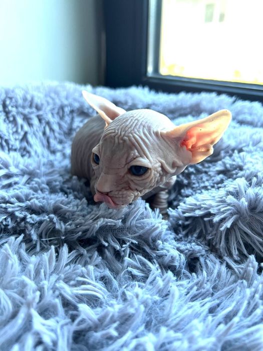 Кошенята  Сфінкс