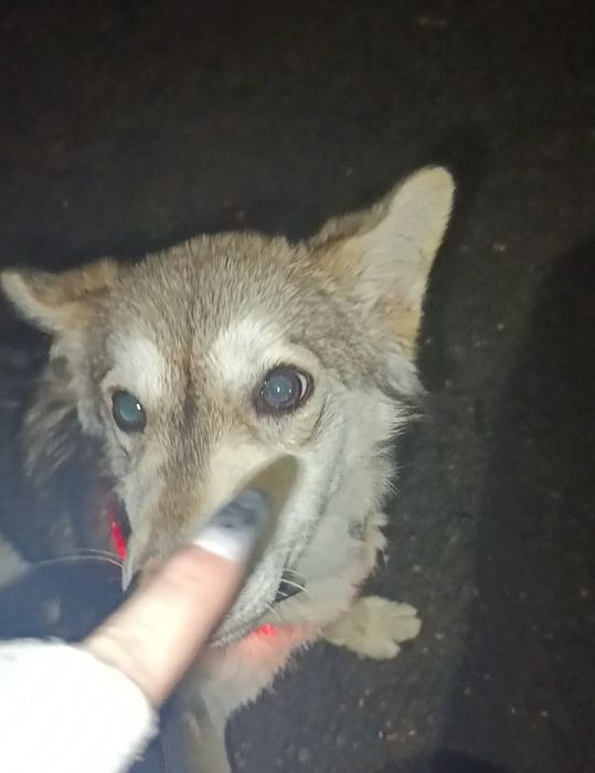 Загубилась собачка