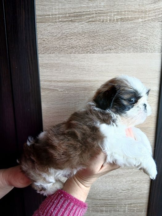 Хлопчики  ши-тцу