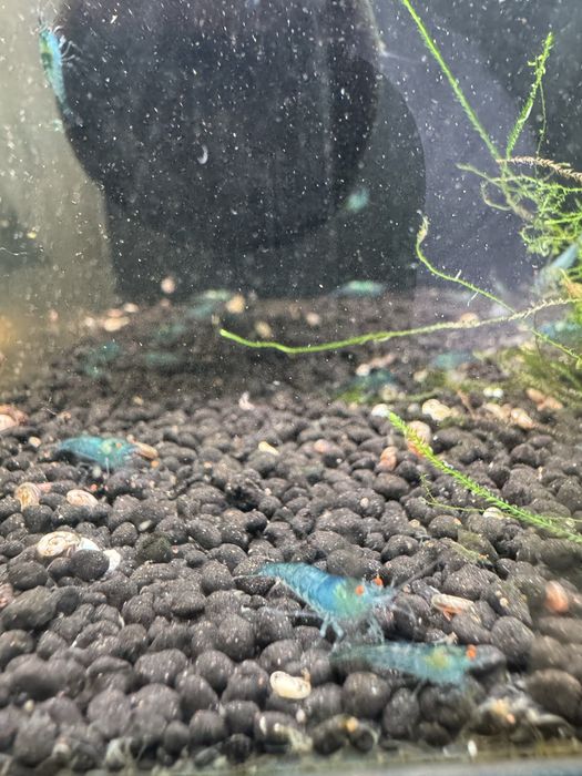 Neocaridina blue OE