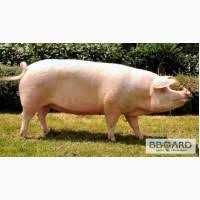 Продам свиню живою вагою