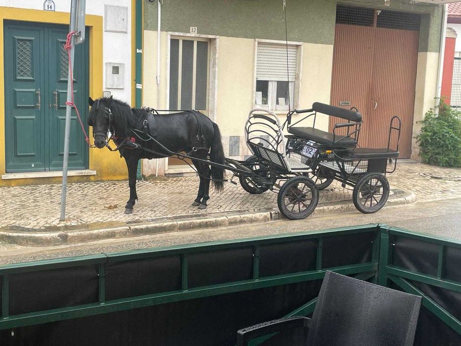 Pônei galês 3 anos