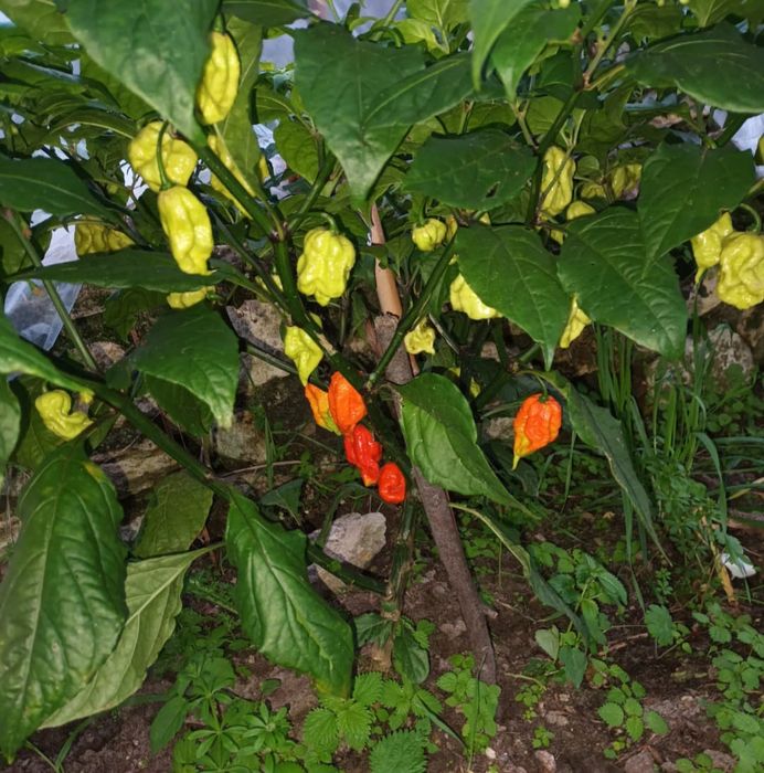 Sementes piripiri, Carolina Reaper