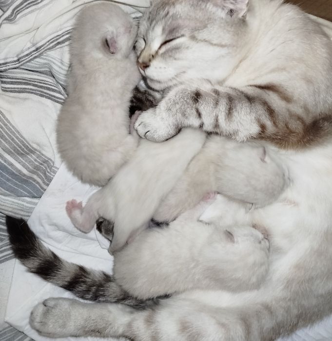 Котята срібна шиншила