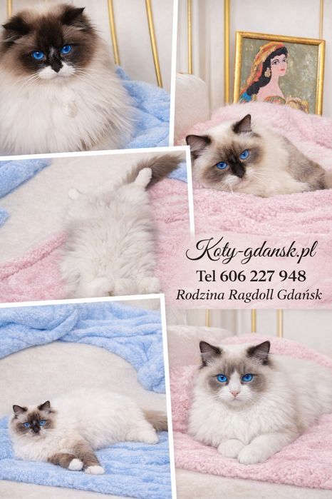 Rag.WCF/PZF.PROFESJONALNA hodowla+badania Genetyczne+10kg karmy,kuweta