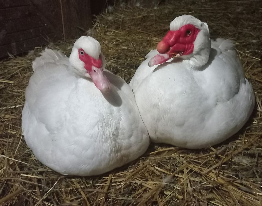 Мускусні індокачури та індокачечки німецької лінії