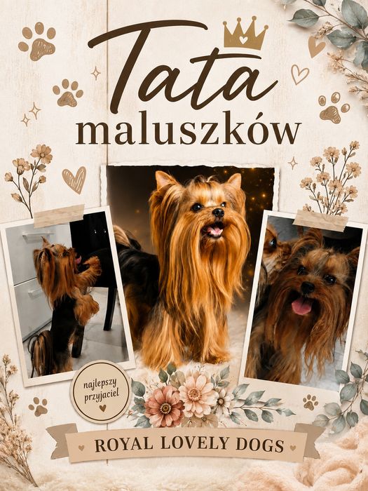 Yorkshire Terrier PIESEK Gotowy do ODEBRANIA Warszawa