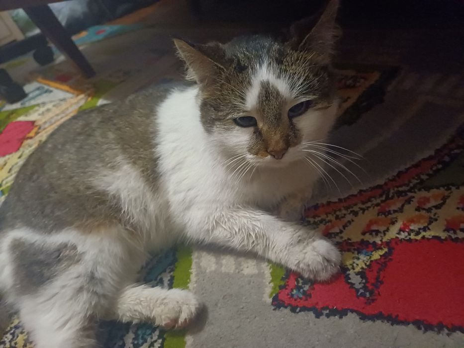 Кошечка в добрые руки