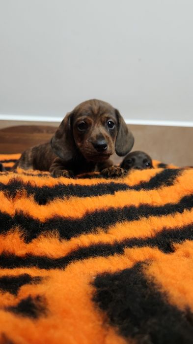 Jamnik miniaturowy/króliczy zkwp FCI wyjątkowe umaszczenie