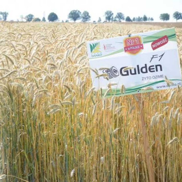 Żyto ozime hybrydowe Gulden F1 DANKO - materiał siewny
