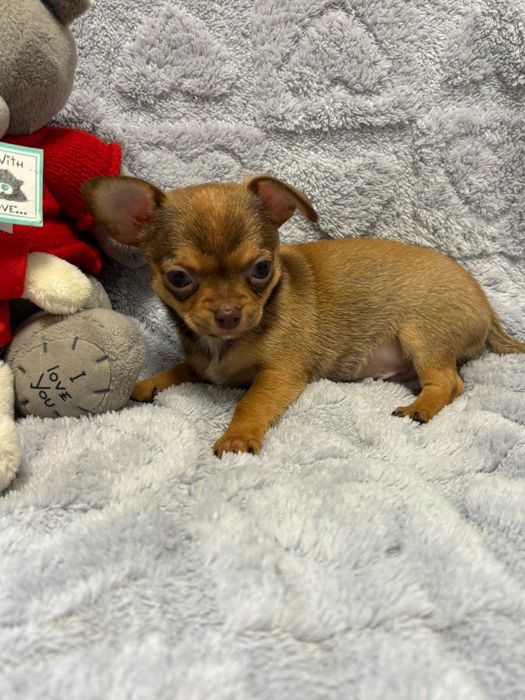 Чихуахуа два мальчика