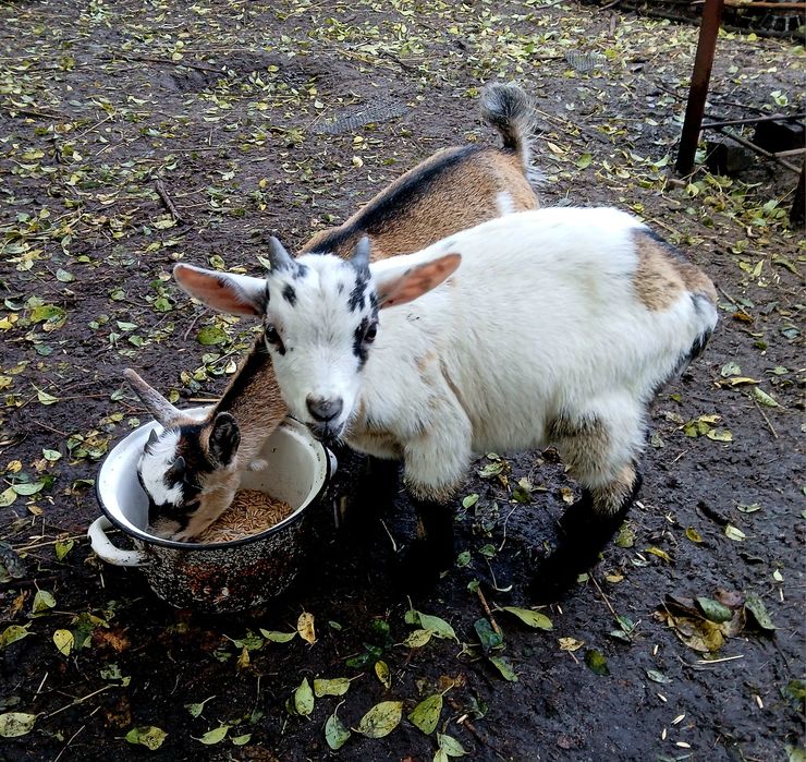 Козлята камерунские 31.07.25