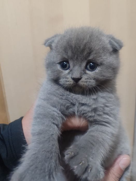 Scottish fold de boa linhagem