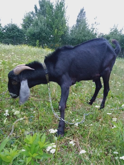 Козлик 100 % англо-нубійський