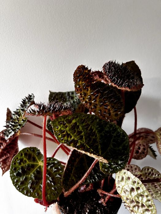 Begonia Ferox grande