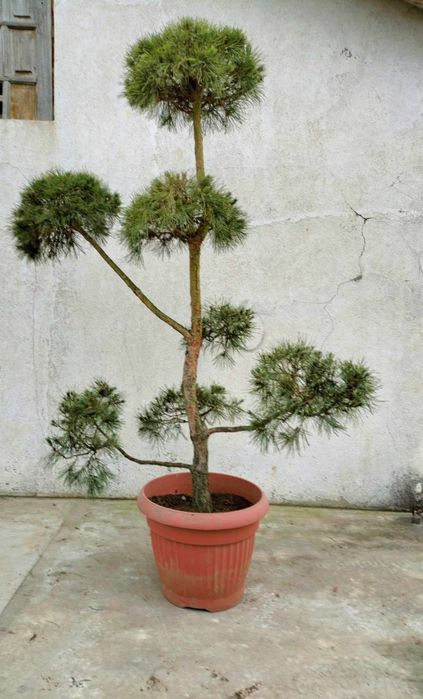 sosna formowana-bonsai
