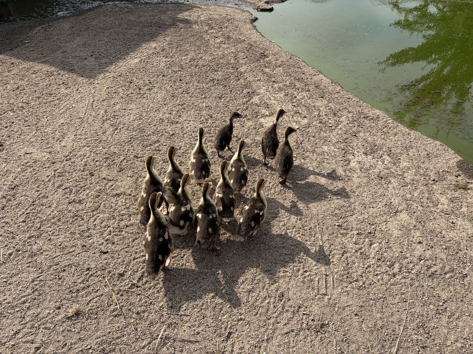 Ninhada 12 patos