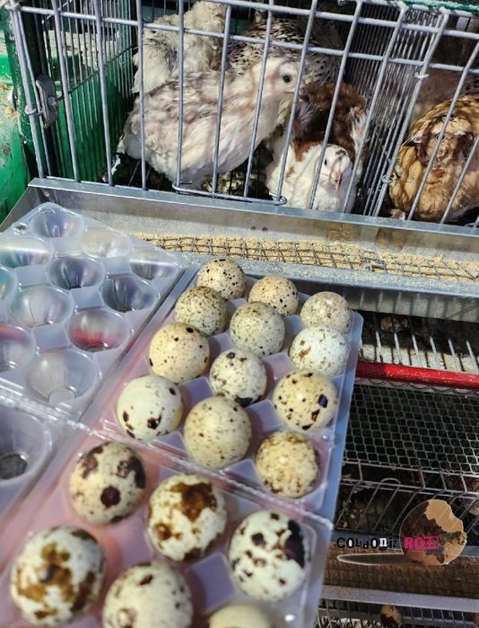 Ovos de coderniz GIGANTE E CELADON