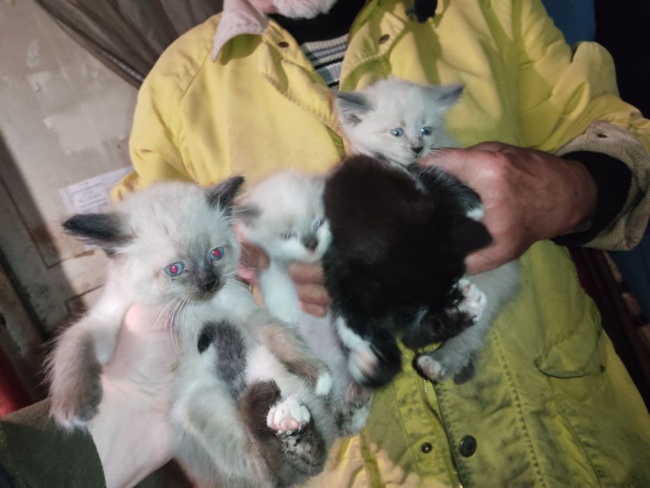 Кошенята безкоштовно